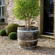 70cm Silver Hoop 3/4 Whisky Barrel Oak Tree Planter